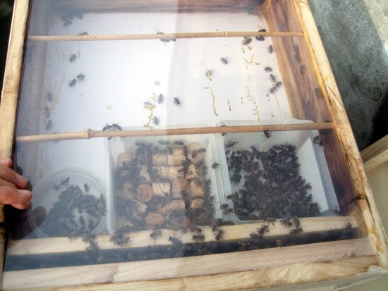 Futterzarge überraschend voller Bienen