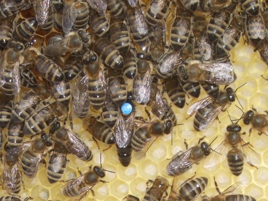 Rähmchen 8b, Königin