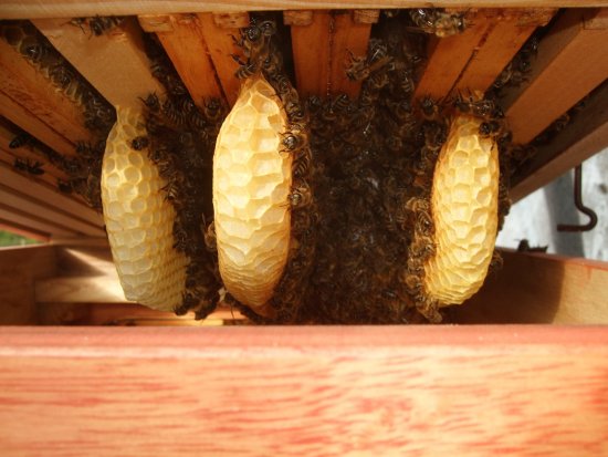 Wabenverbau, Wildbau