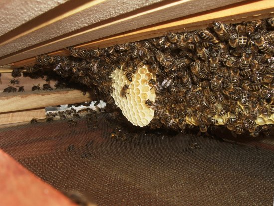 Wabenverbau, Wildbau