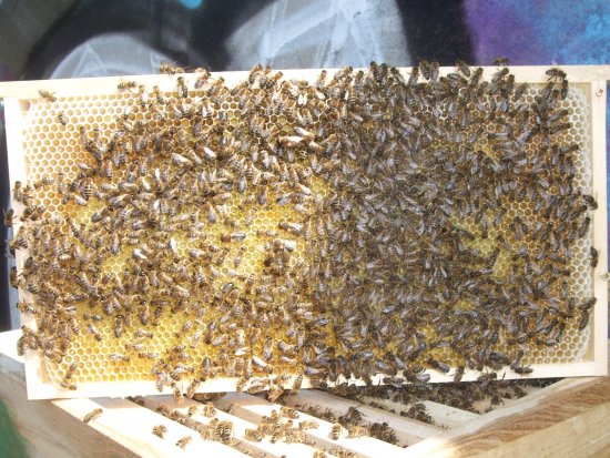 Rähmchen 2b, Brutzarge 2