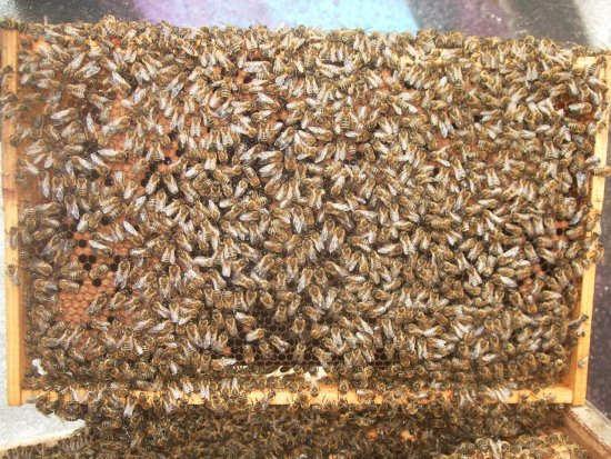 Rähmchen 2b (Posit. 3)