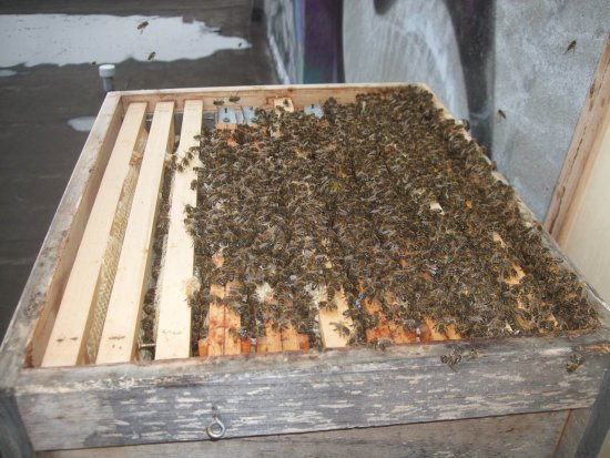 Nest eher an der Wand