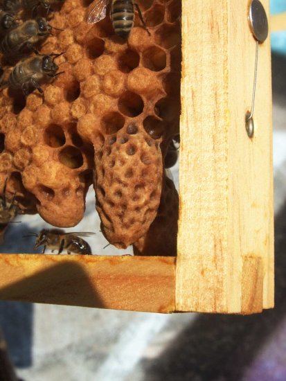 Nachschaffungszelle. K1Br2R05