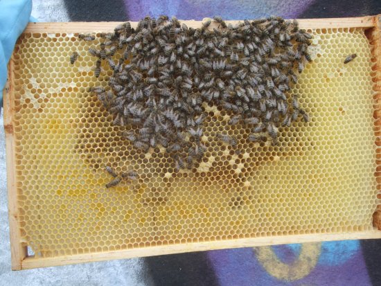 Rähmchen 5b (err4b)