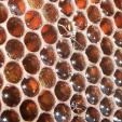 Bienenprojekt