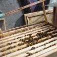 Bee project