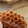 Bee project