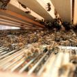 Bienenprojekt