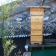 Bee project