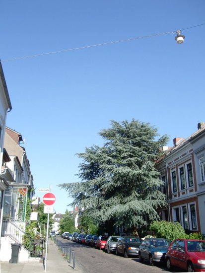 Zeder in der Prangenstraße