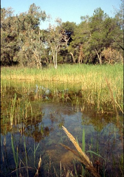 Strandsee / Dünengewässer