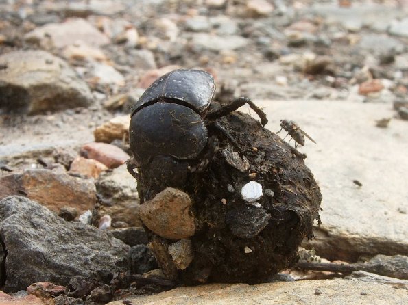 Pillendreher (Scarabaeus spec.)