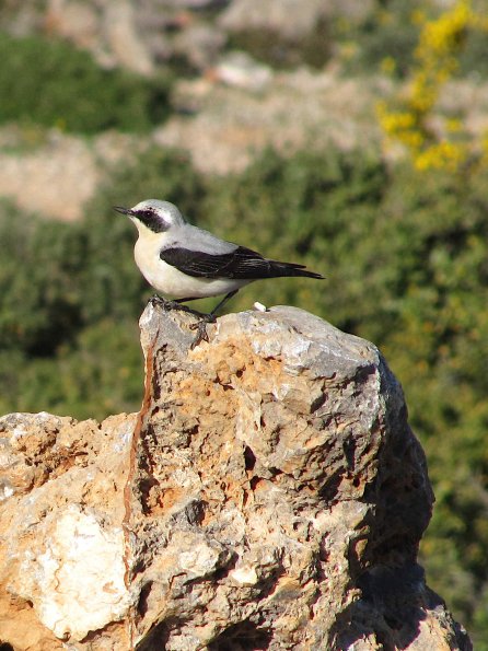 Mittelmeer-Steinschmätzer (Oenanthe hispanica)