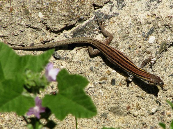 Mauereidechse (Podarcis spec.)