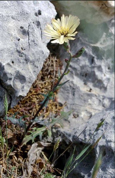 Knolliger Lattich (Steptorhampus tuberosus)