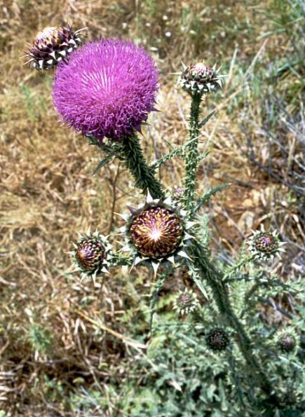 Großköpfige Distel (Carduus macrocephalus)