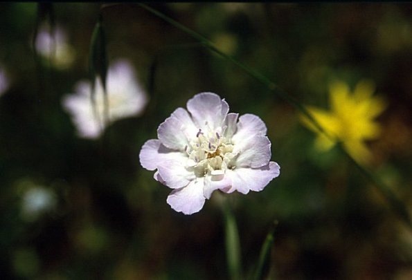 Scabiose spec.