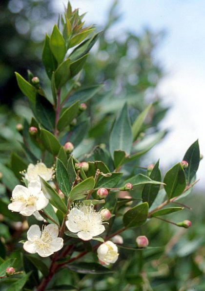 Myrte (Myrtus communis)