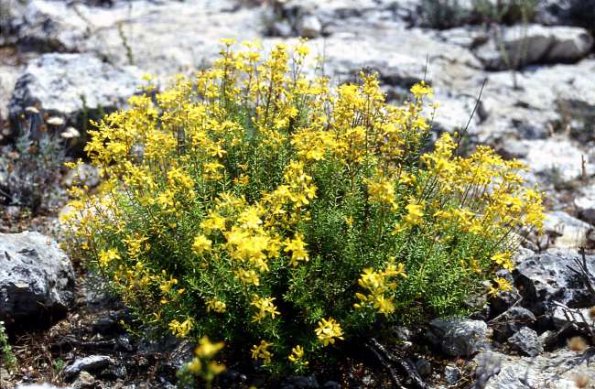 Krähenbeeren-Johanniskraut (Hypericum empetrifolium)