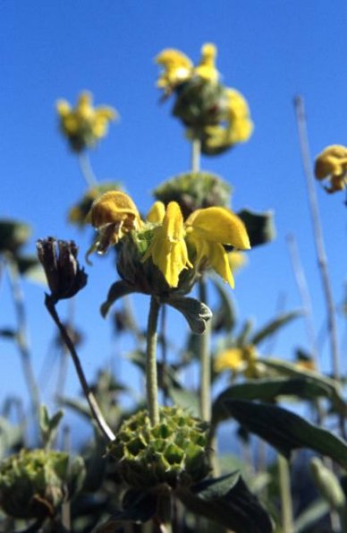 Brandkraut (Phlomis fruticosa)