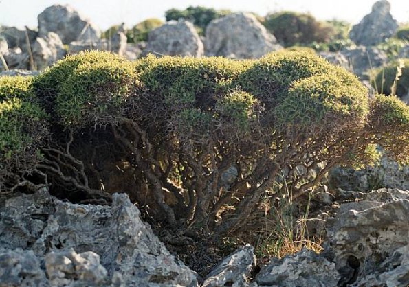 Dornbuschwolfsmilch (Euphorbia acanthothamnos)