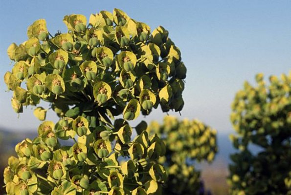 Palisadenwolfsmilch (Euphorbia characias ssp.)