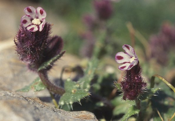 Bunte Ochsenzunge (Anchusella variegata)