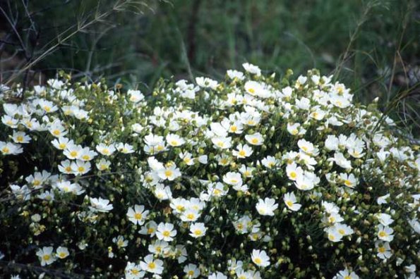 Salbeiblättrige Zistrose (Cistus salviifolius)