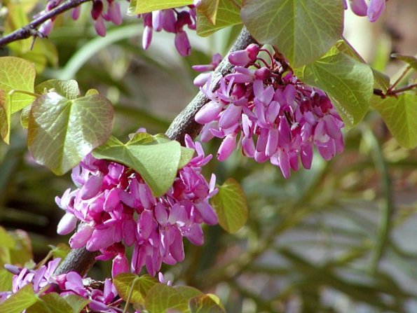 Judasbaum (Cercis siliquastrum)