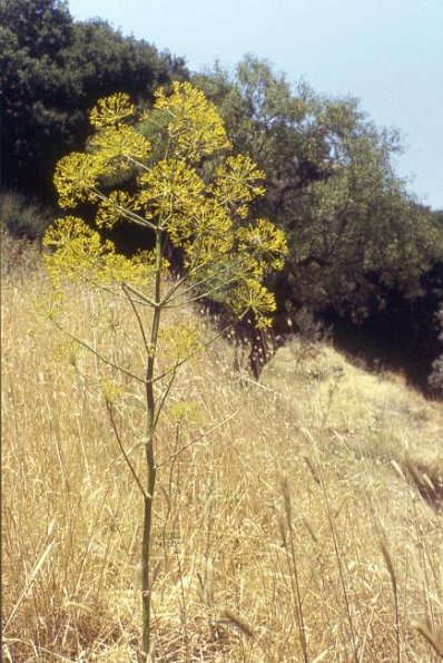 Steifhaarige Gummiwurz (Opopanax hispidus)