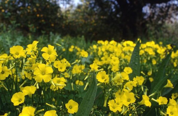 Nickende Sauerklee (Oxalis pes-caprae)