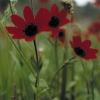 Kronen-Anemone (Anemone coronaria)