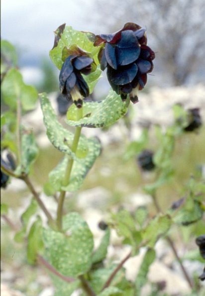 Große Wachsblume (Cerinthe major)