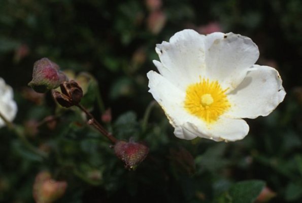 Salbeiblättrige Zistrose (Cistus salviifolius)