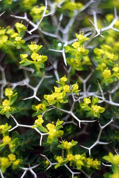 Dornbuschwolfsmilch (Euphorbia acanthothamnos)