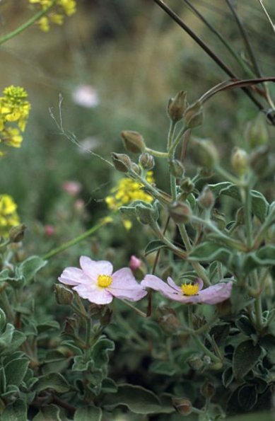 Kleinblütige Zistrose (Cistus parviflora)