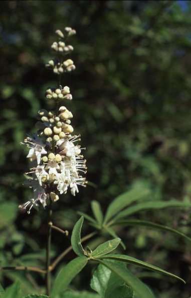 Vitex-Strauch (Vitex agnus-castus L.)