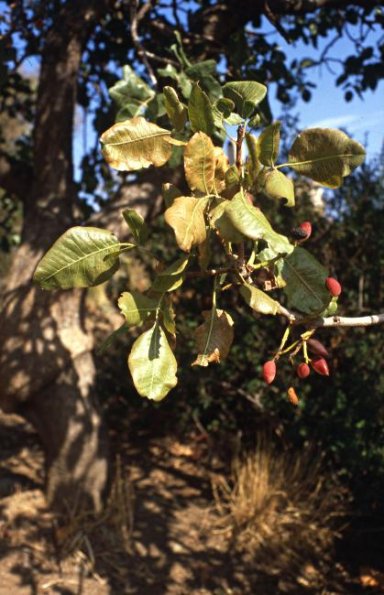 Echte Pistazie (Pistacia vera)