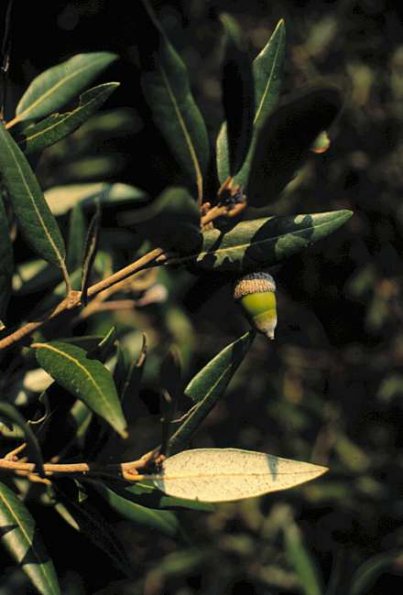 Steineiche (Quercus ilex)