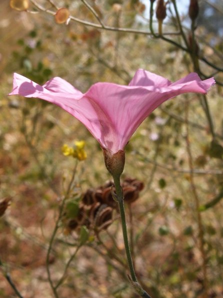 Winde (Convolvulus spec.)