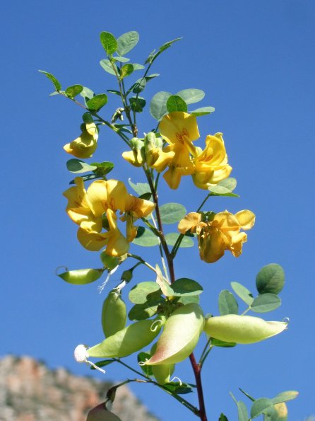 Blasenstrauch (Colutea arborescens)