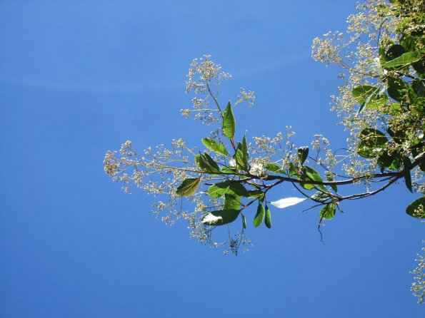 Cotinus coggygria (Perückenstrauch)