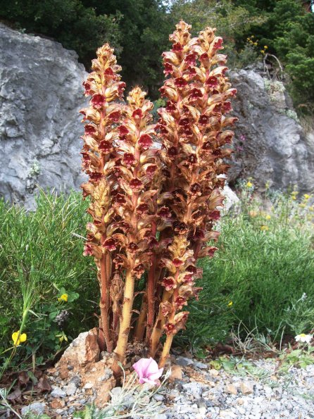 Orobanche spec. (Sommerwurz)