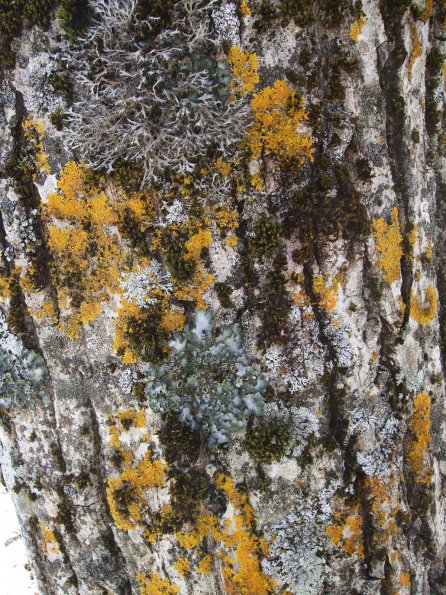 Epiphyten - Flechten und Moose.