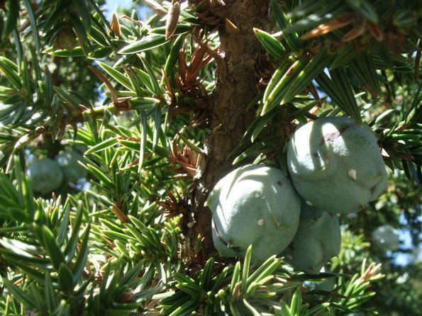 Steinfrucht-Wachholder (Juniperus drupacea)
