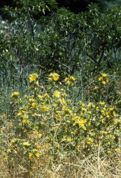 Spanische Golddistel