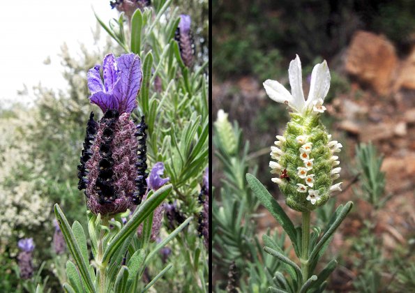 Schopflavendel (Lavandula stoechas)