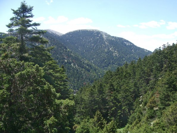 Tannenwald im Parnon